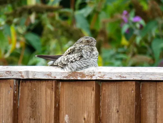 File:Common nighthawk Chordeiles minor, Wantage 6 (53051718916).jpg