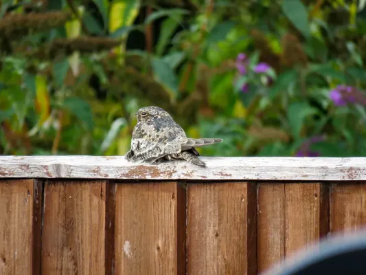 File:Common nighthawk Chordeiles minor, Wantage (53051720326).jpg