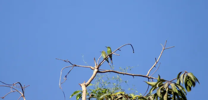 File:African green bee-eater (Merops viridissimus) Aswan (52260525791).jpg