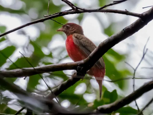 File:Phoenicircus nigricollis Black-necked red Cotinga (female); Manacapuru, Amazonas, Brazil.jpg