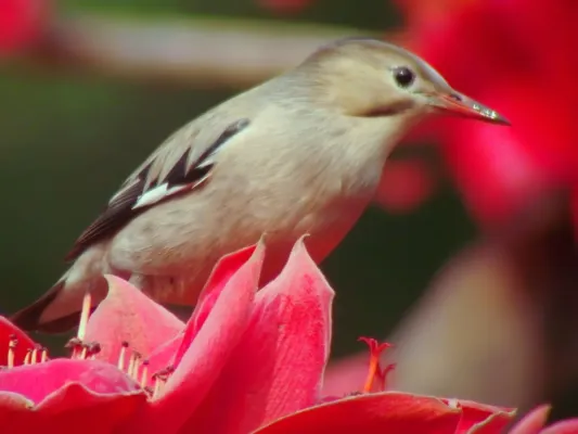 File:Spodiopsar sericeus Flower Lover.jpg