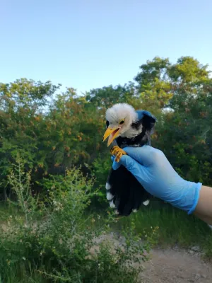 File:Cyanocorax yucatanicus 161742222.jpg