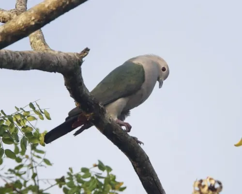 File:Green Imperial-Pigeon (Ducula aenea).jpg