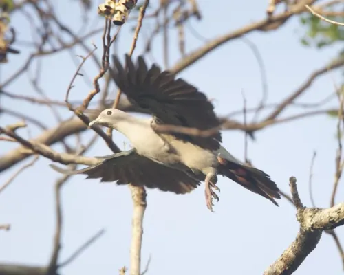 File:Green Imperial-Pigeon (Ducula aenea) 6.jpg