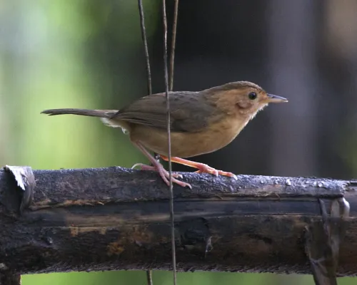 File:Brown-capped Babbler (Pellorneum fuscocapillus).jpg