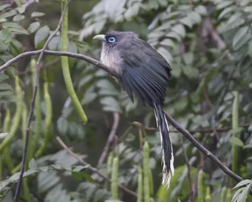 File:Blue-faced Malkoha (Phaenicophaeus viridirostris).jpg