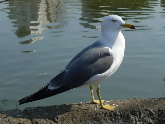 File:Larus crassirostris -Japan-8.jpg