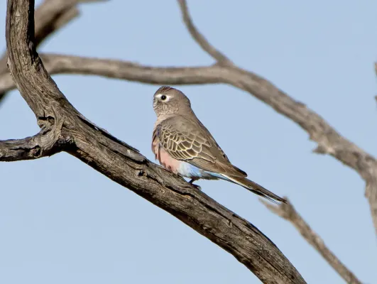 File:Neopsephotus bourkii 6383.jpg