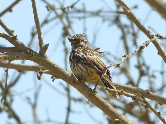 File:Phytotoma raimondii, female, at Talara, Piura, Peru 1 (cropped).jpg