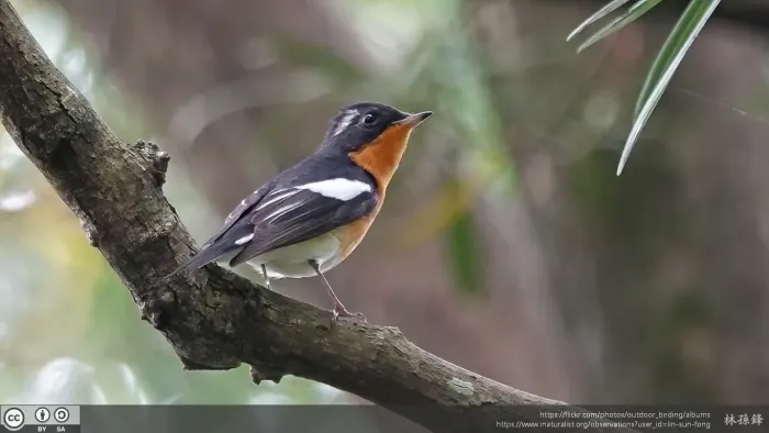File:Ficedula mugimaki 237082253.jpg