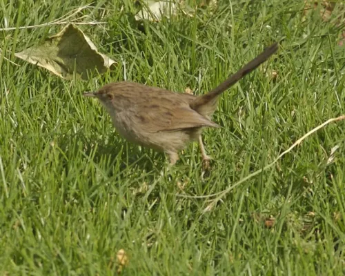 File:Graceful Prinia (Prinia gracilis).jpg