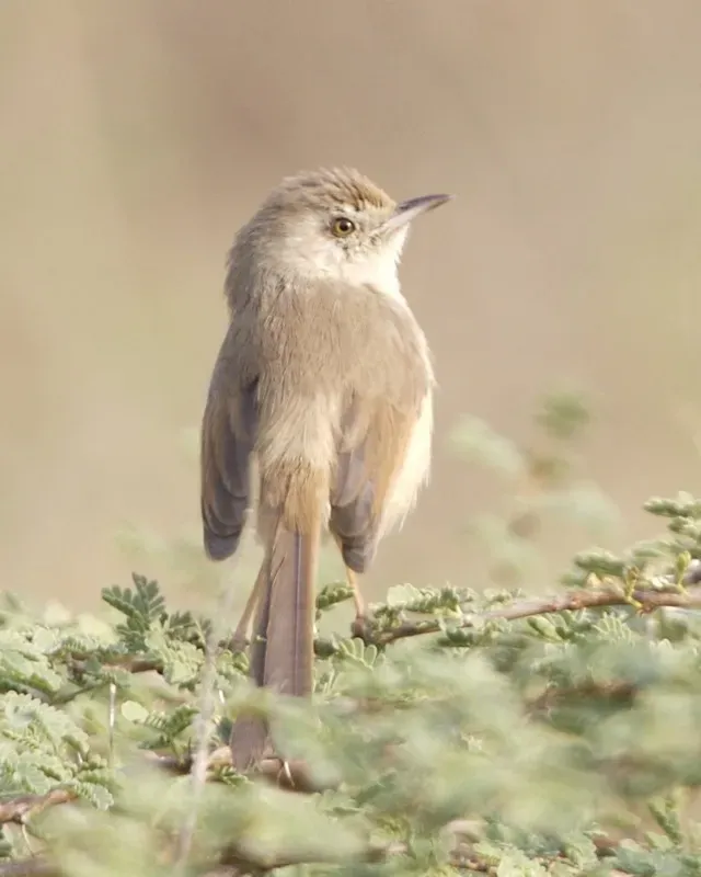 File:Rufous-fronted Prinia (Prinia buchanani).jpg
