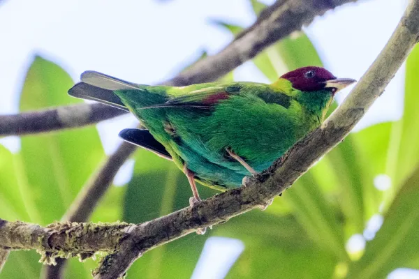 File:Tangara lavinia 182297538.jpg