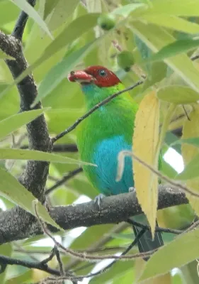 File:Tangara lavinia 172609637.jpg
