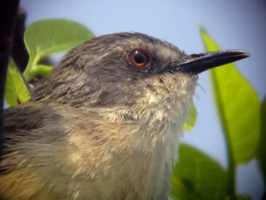 File:Prinia familiaris Head On.jpg