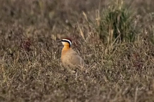 File:Indian courser (Cursorius coromandelicus) 2024 (3).jpg