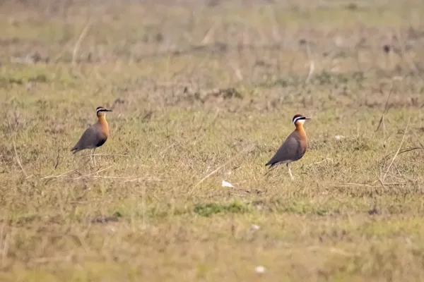 File:Indian courser (Cursorius coromandelicus) 2024 (4).jpg