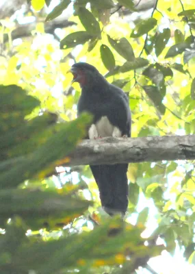 File:Ibycter americanus 3.jpg