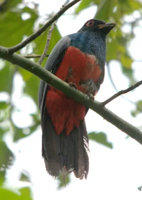 File:Trogon melanurus 1.jpg