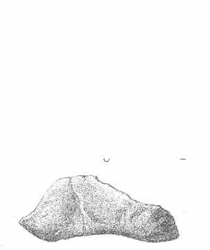 File:Mascarinus mandible lateral.jpg