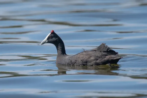 File:Fulica cristata Morocco.jpg