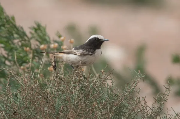File:Oenanthe moesta Morocco.jpg