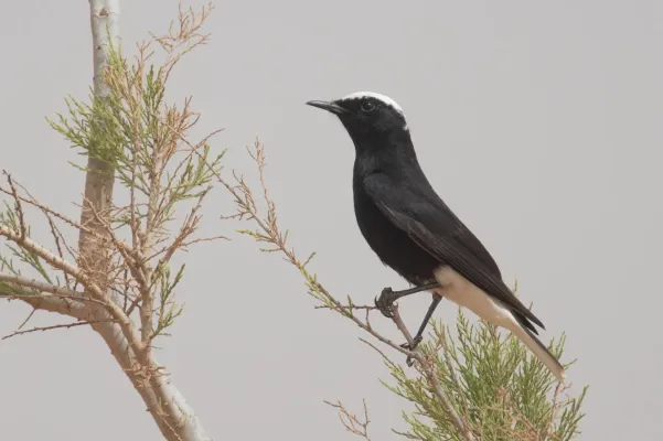 File:Oenanthe leucopyga leucopyga Morocco.jpg