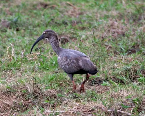 File:Plumbeous Ibis (Theristicus caerulescens).jpg