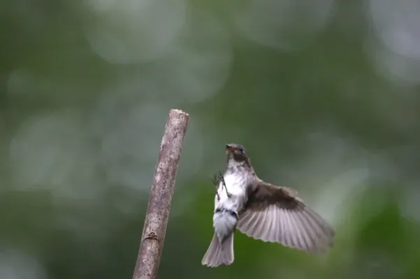 File:Dark-sided Flycatcher (Muscicapa sibirica).jpg