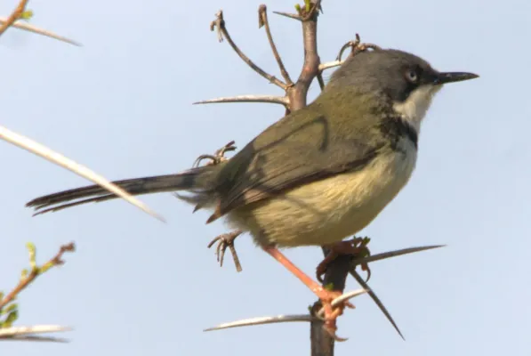 File:Apalis thoracica 1.jpg
