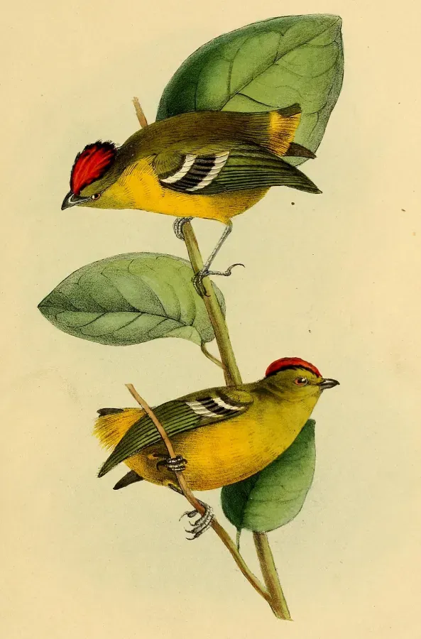 File:Calyptura cristata.jpg