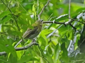 File:Snowornis subalaris Gray-tailed Piha; Napo, Ecuador.jpg