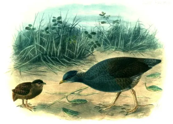 File:MegapodiusPritchardiiBuller.jpg
