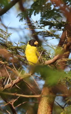 File:Spinus dominicensis 120631212.jpg