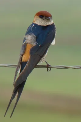 File:Cecropis-cucullata-Drakensberg.jpg