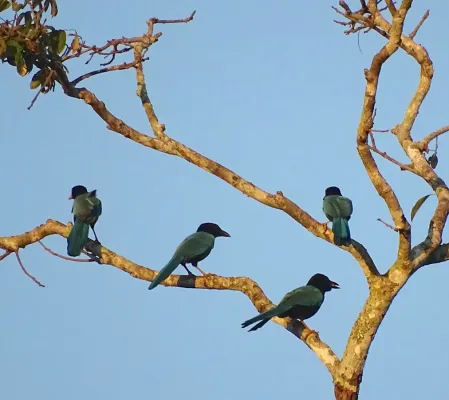 File:Cyanocorax yucatanicus 179014624.jpg