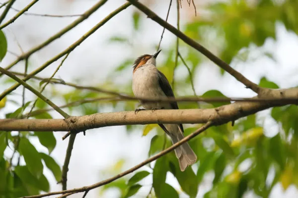 File:Hemixos castanonotus-A9 00497.jpg