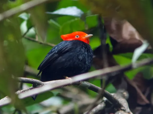 File:Scarlet-horned Manakin - Ceratopipra cornuta - male.jpg