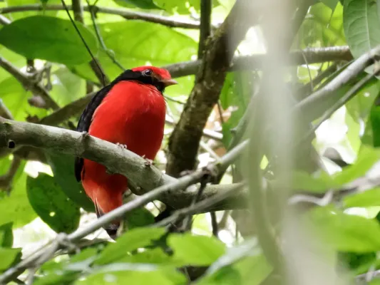 File:Phoenicircus nigricollis - Black-necked Red-Cotinga - male.jpg