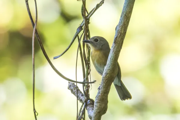 File:Cyornis glaucicomans 335724348.jpg