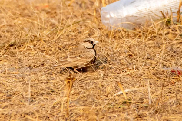 File:Ashy-crowned sparrow-lark (Eremopterix griseus) 2024.jpg