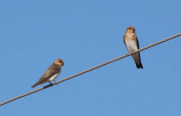 File:Andorinha-morena (Alopochelidon fucata).jpg