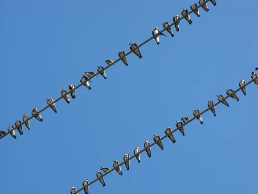 File:Golondrinas de río Brown-chested Martin (Progne tapera fusca).jpg