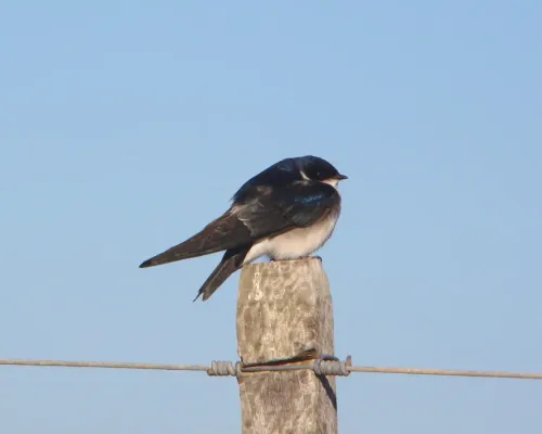 File:Andorinha-chilena (Tachycineta leucopyga).jpg