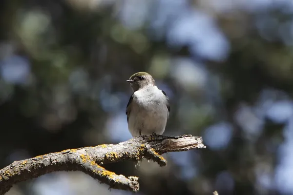 File:Female Violet green Swallow (Tachycineta thalassina).jpg