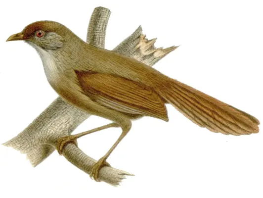 File:Moupinia poecilotis 2.jpg
