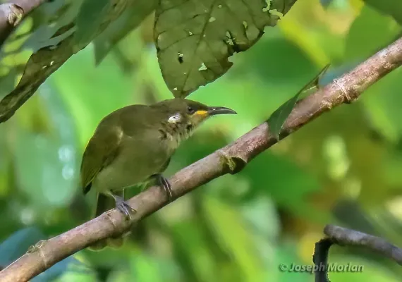 File:Meliphaga aruensis 338740354.jpg