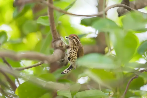File:Picumnus innominatus.jpg