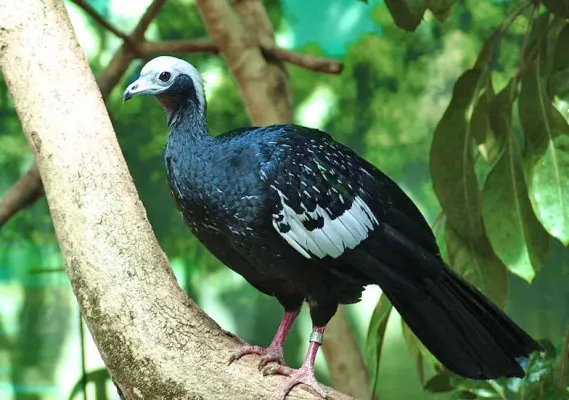 File:Pipile cumanensis (Denver Zoo)2.jpg