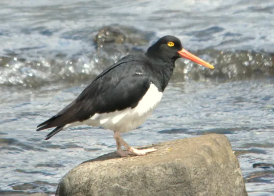 File:Haematopus leucopodus 3.jpg